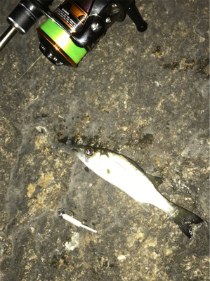 アジ メバル チーバス ガッシー