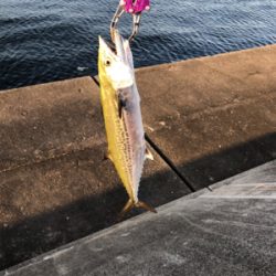 二週連続ノマセ好調！