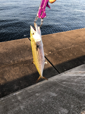 二週連続ノマセ好調！