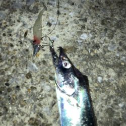 渋いタチウオワインド