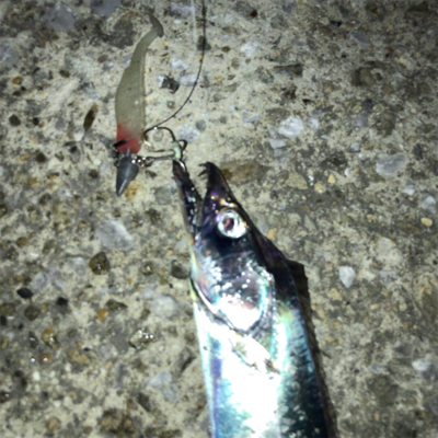 渋いタチウオワインド