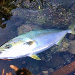 LSJigginger0630〜0730