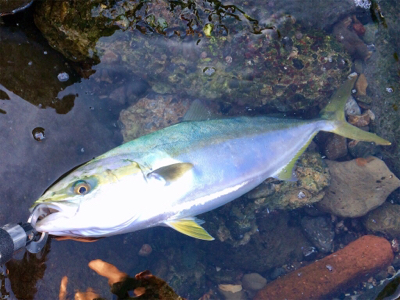 LSJigginger0630〜0730