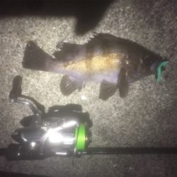 タチウオ＆メバリング