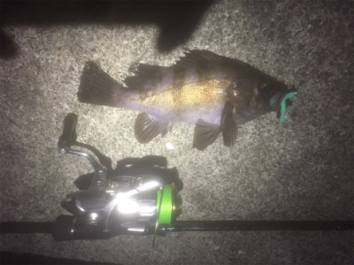 タチウオ＆メバリング