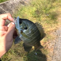 朝マズメスピニング釣行