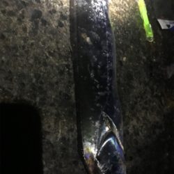 太刀魚釣れすぎ