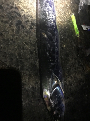 太刀魚釣れすぎ