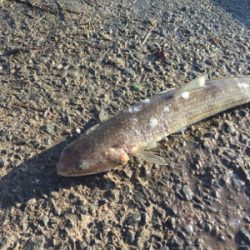 なんじゃこりゃ〜！ エソ！？