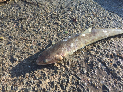 なんじゃこりゃ〜！ エソ！？