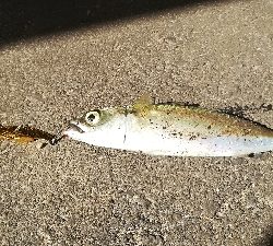 今日もサバゲー