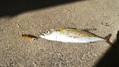 今日もサバゲー