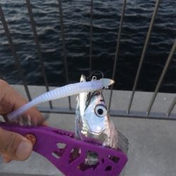 大阪湾奥ワインド 秋本番!鶴浜緑地で高活性