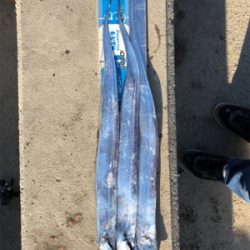 神戸に久々の五目釣り