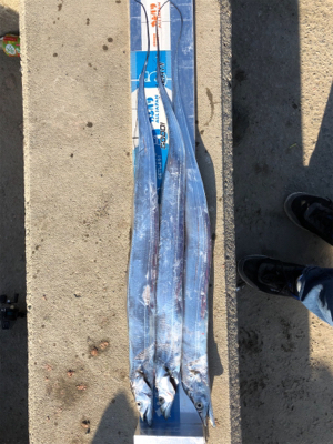 神戸に久々の五目釣り