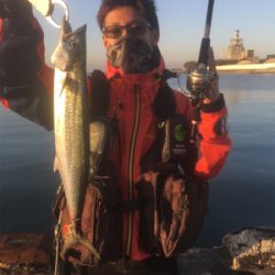 朝まずめ青物ゲーム