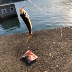 エギングのはずが