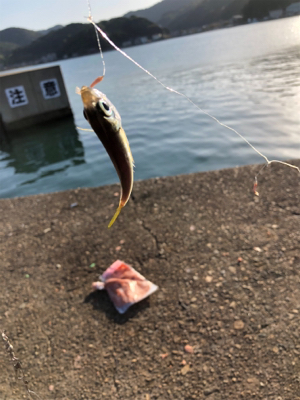 エギングのはずが