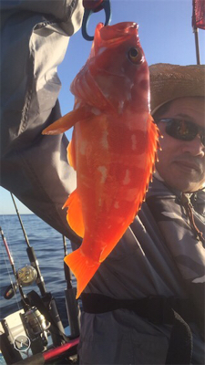 紀北タイラバ釣行