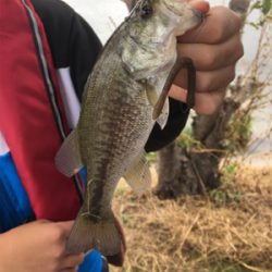 琵琶湖 バス釣り