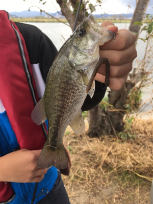 琵琶湖 バス釣り