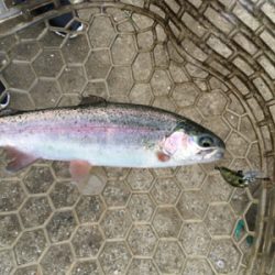 千早川マス釣り場