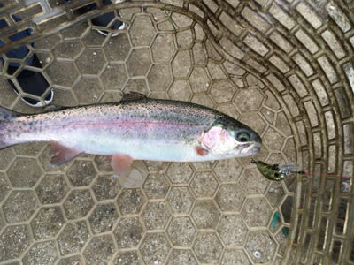 千早川マス釣り場