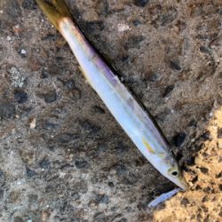 日中のライトゲーム