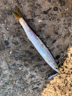 日中のライトゲーム