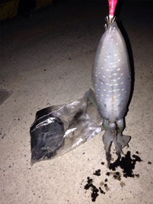 アオリイカ500g前後