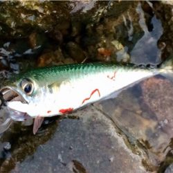 LSJigginger0600〜0730