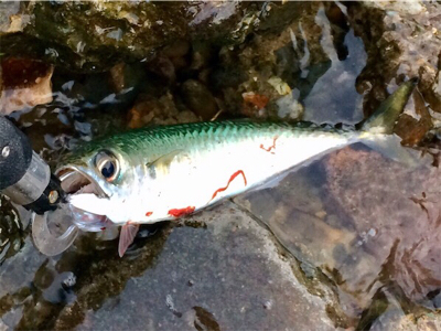 LSJigginger0600〜0730