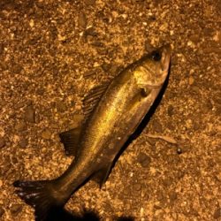 アジングロッドでヒラスズキ!