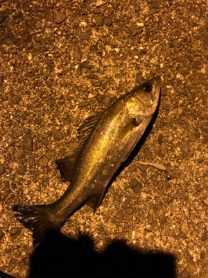 アジングロッドでヒラスズキ!