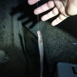 買ったばかりのジグ…