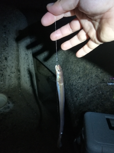 買ったばかりのジグ…