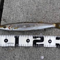 ショアジギングはスロー系