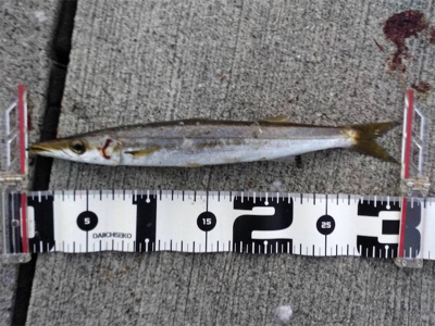 ショアジギングはスロー系