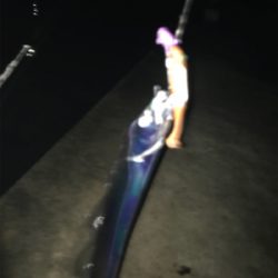 雨ときどきタチウオ‼︎