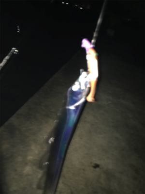 雨ときどきタチウオ‼︎