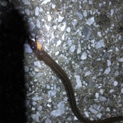 朝と夕方どっちもあかん