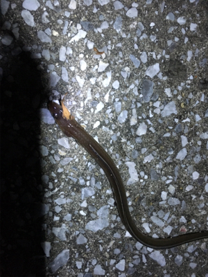 朝と夕方どっちもあかん