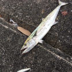 ショアジギ ノマセの二本立て