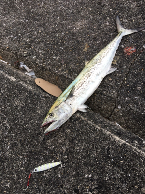 ショアジギ ノマセの二本立て