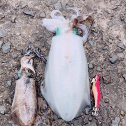 目の覚める一撃^_^ビックリサイズゲット^_^