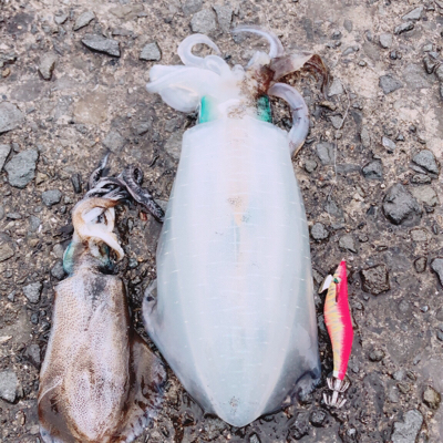 目の覚める一撃^_^ビックリサイズゲット^_^