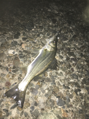 短時間ライトゲーム