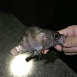 五目ライトゲーム