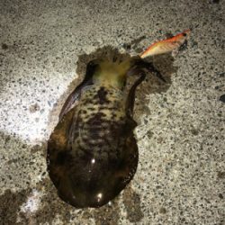 月がとっても丸いから〜