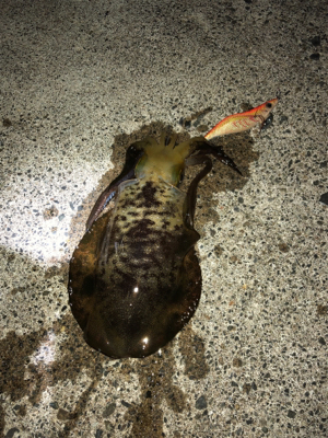 月がとっても丸いから〜